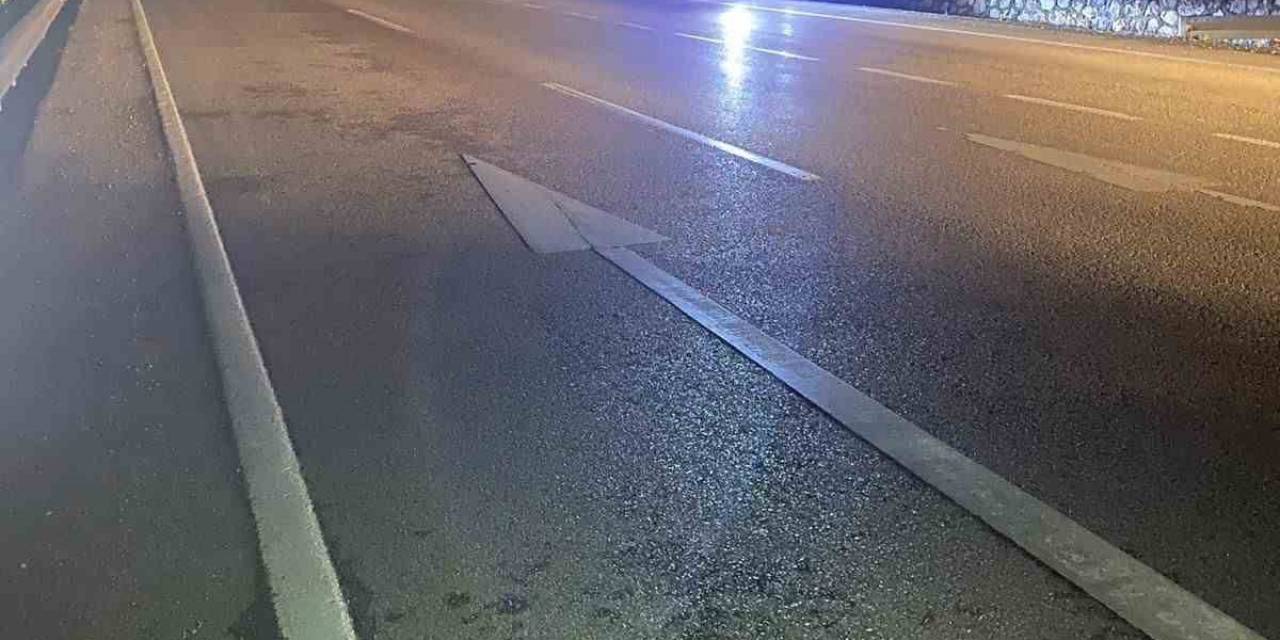 Sinop’ta Aracın Çarptığı Ayı Telef Oldu