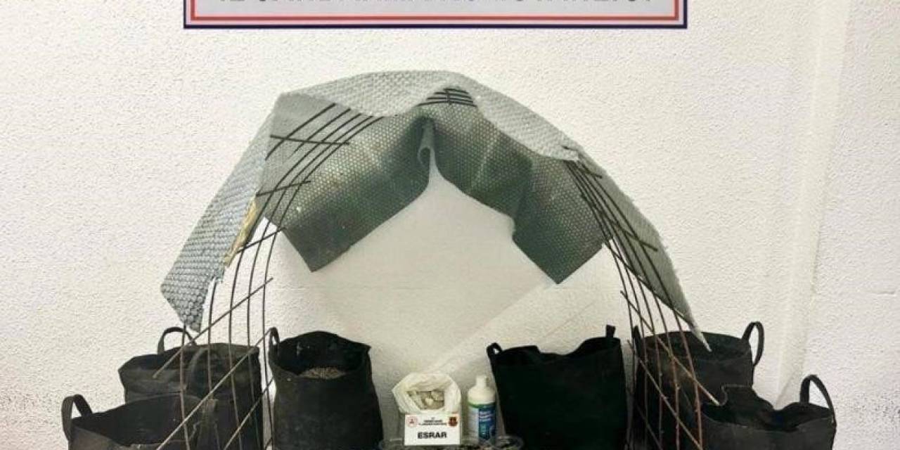 Evin İçinde Uyuşturucu Serası: 1 Gözaltı