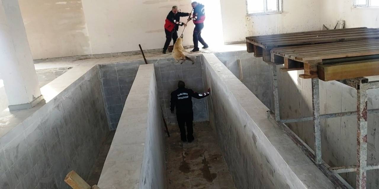 Kano Havuzuna Düşen Köpek Kurtarıldı
