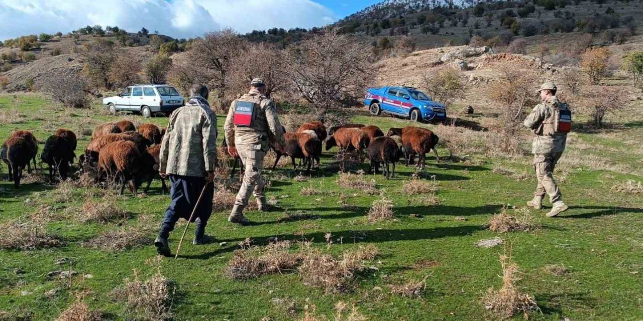 Fırtınada Kaybolan Koyunlar Jandarma Tarafından Bulundu