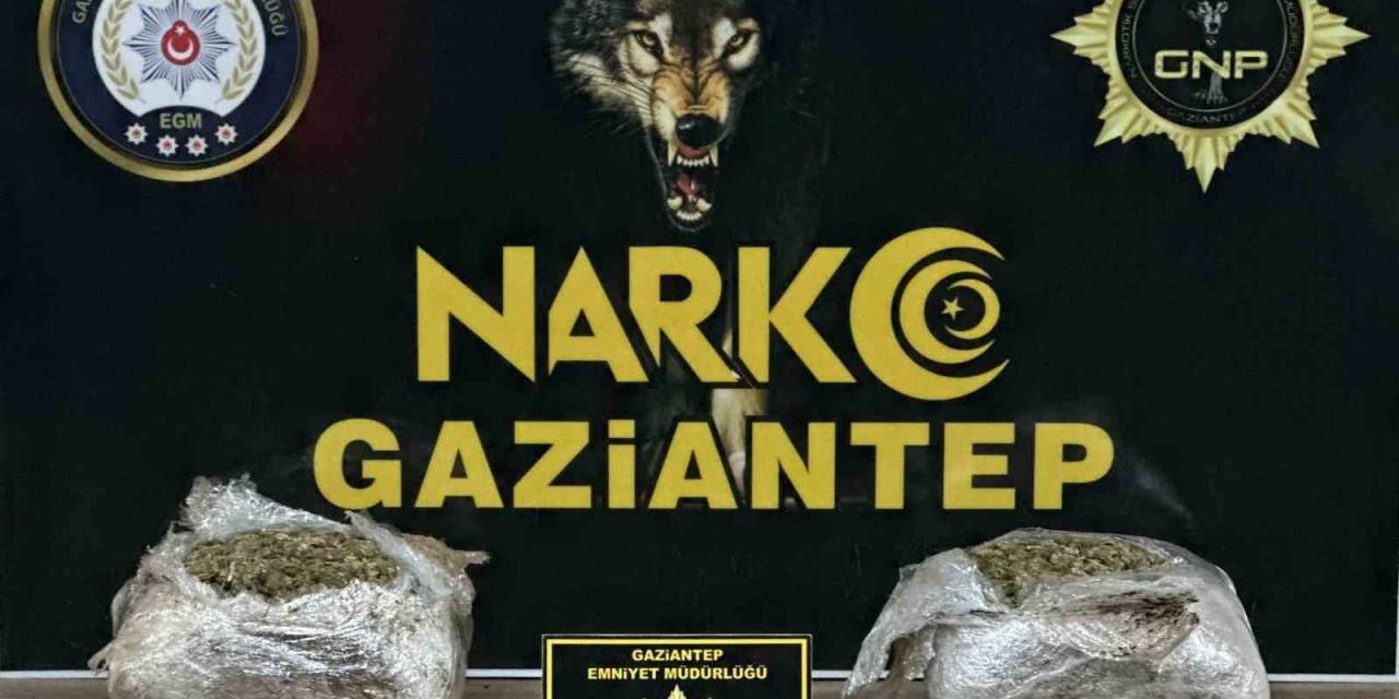 Gaziantep’te 1.5 Kilogram Skunk Ele Geçirildi