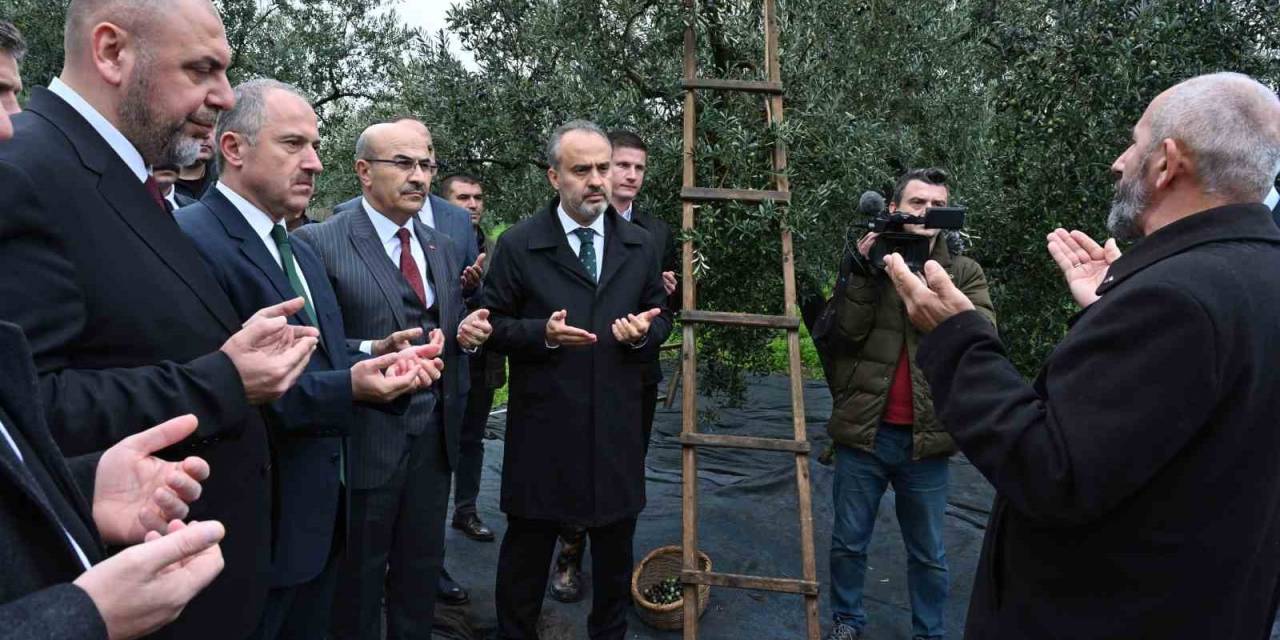 Orhangazi’de De Zeytin Hasadı Başladı