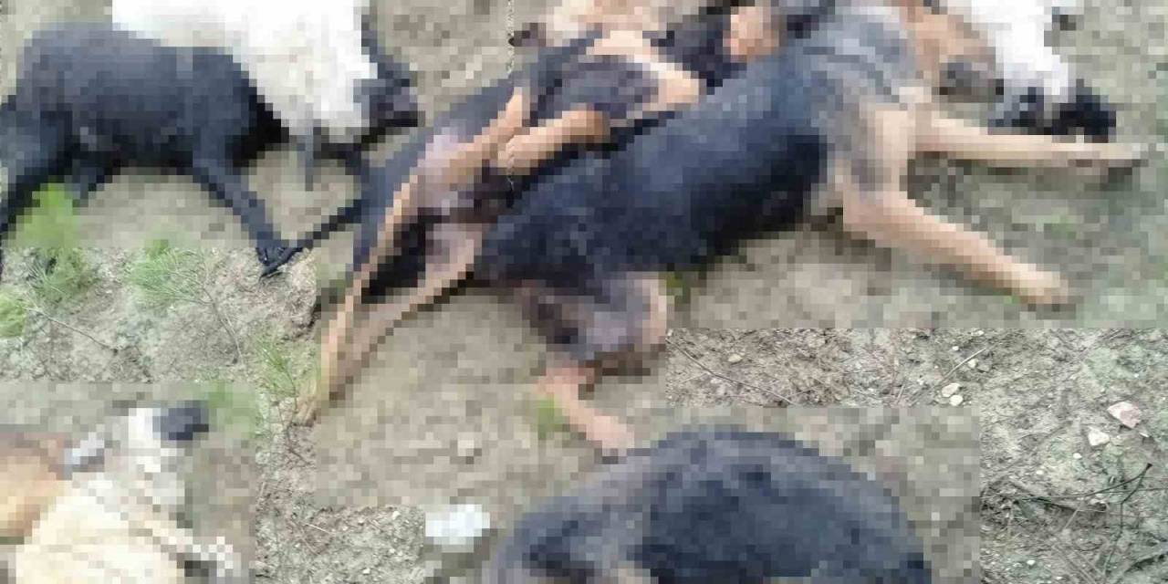 Bilecik’te Köpek Katliamı