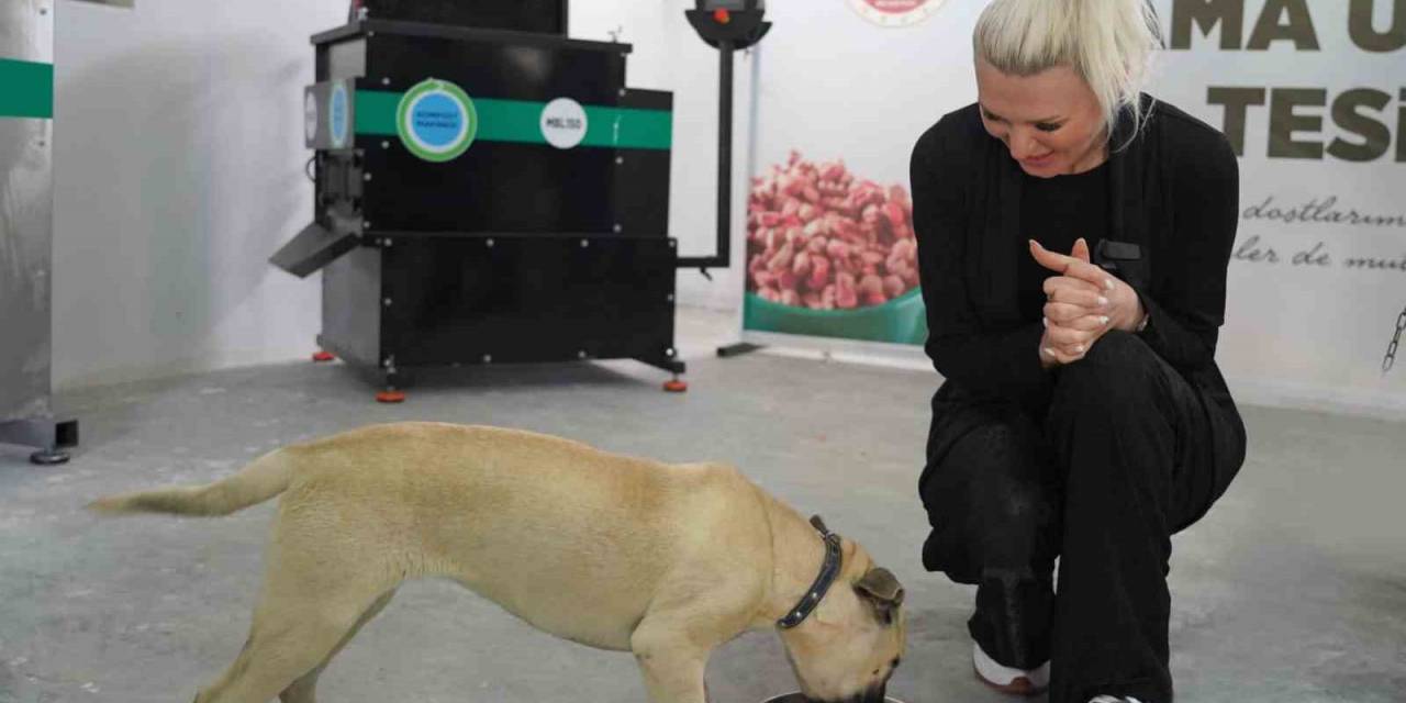 Bilecik Belediye Başkanı Subaşı’ndan Köpek Katliamıyla İlgili Açıklama