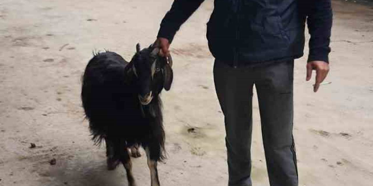 Isparta’da Ağıldan 3 Keçi Çalıp Sattığı Tespit Edilen Şahıs Yakalandı