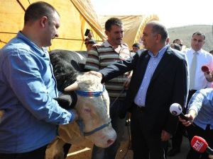 Chp Genel Sekreteri Tekin, Kurbanlık Hayvan Satış Ve Kesim Yeri’ni Ziyaret Etti