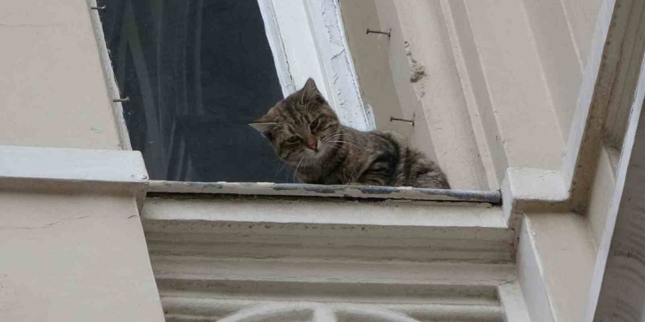 İstiklal Caddesi’nde Film Gibi Kedi Kurtarma Operasyonu: Kediyi Havada Yakalamaya Çalışırken Tırmalandı