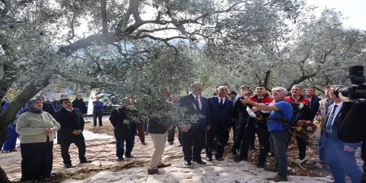 Bayırköy’de Zeytin Hasadı Başladı