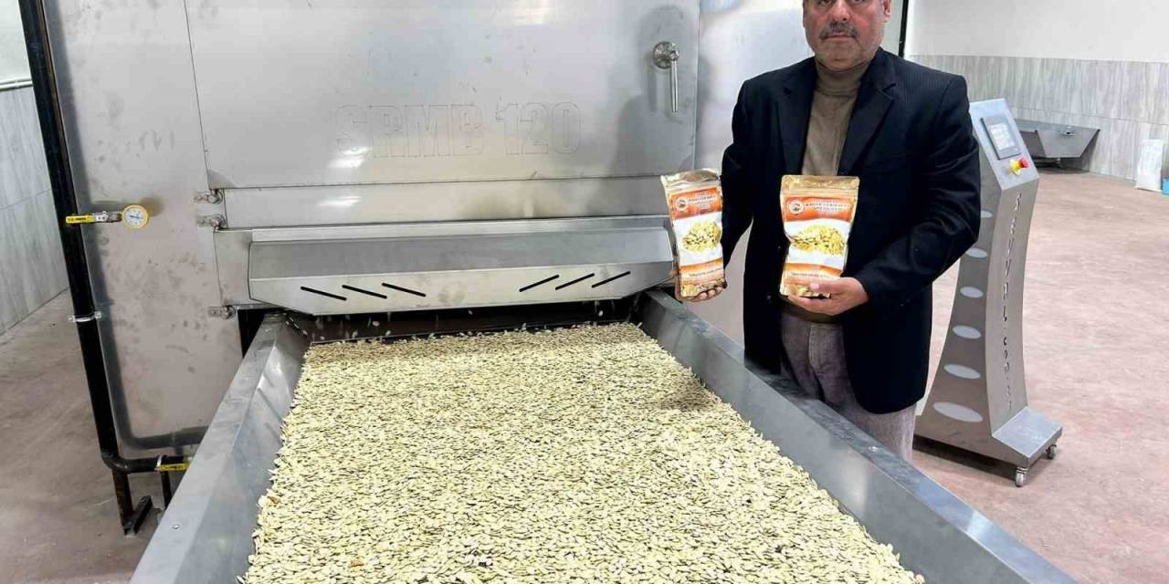 Tomarza’da Kabak Çekirdeğinde Seri Üretime Geçildi