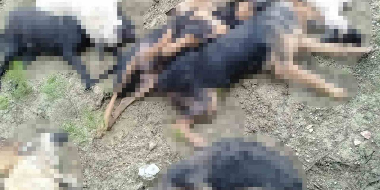 Bilecik’te Öldürülen Sokak Köpekleri İle İlgili 4 Kişi Gözaltına Alındı