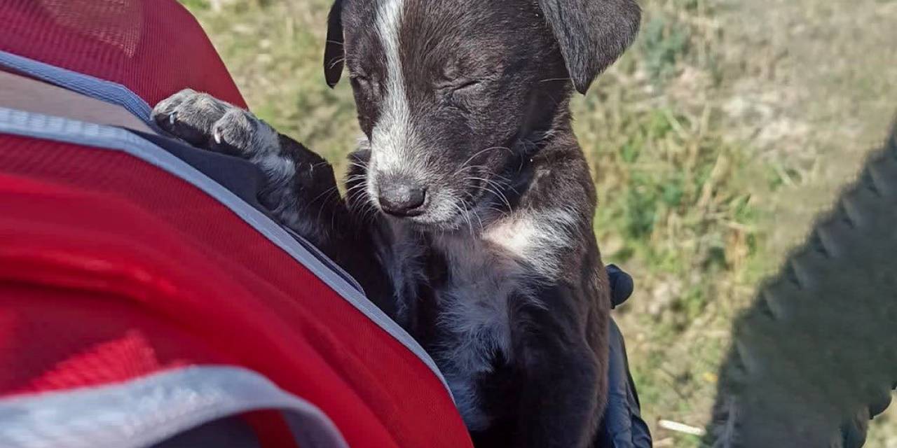 Görme Engelli Yavru Köpek Emin Ellerde