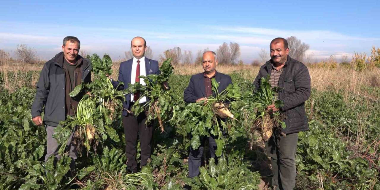 Iğdır’da Şeker Pancarı Hasadı Başladı