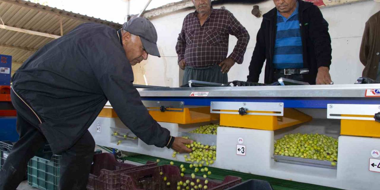 Boylama Makinesi Zeytin Üreticisinin Yüzünü Güldürüyor