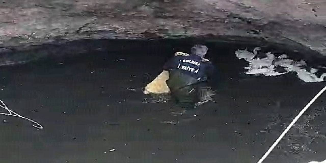Sarnıca Düşen Kazlar, İtfaiye Tarafından Kurtarıldı