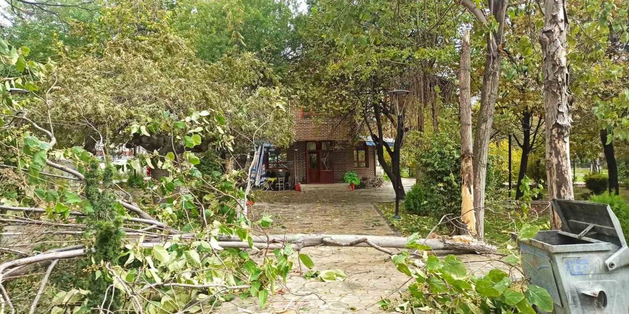 Sungurlu’da Şiddetli Rüzgar Ağaçları Devirdi