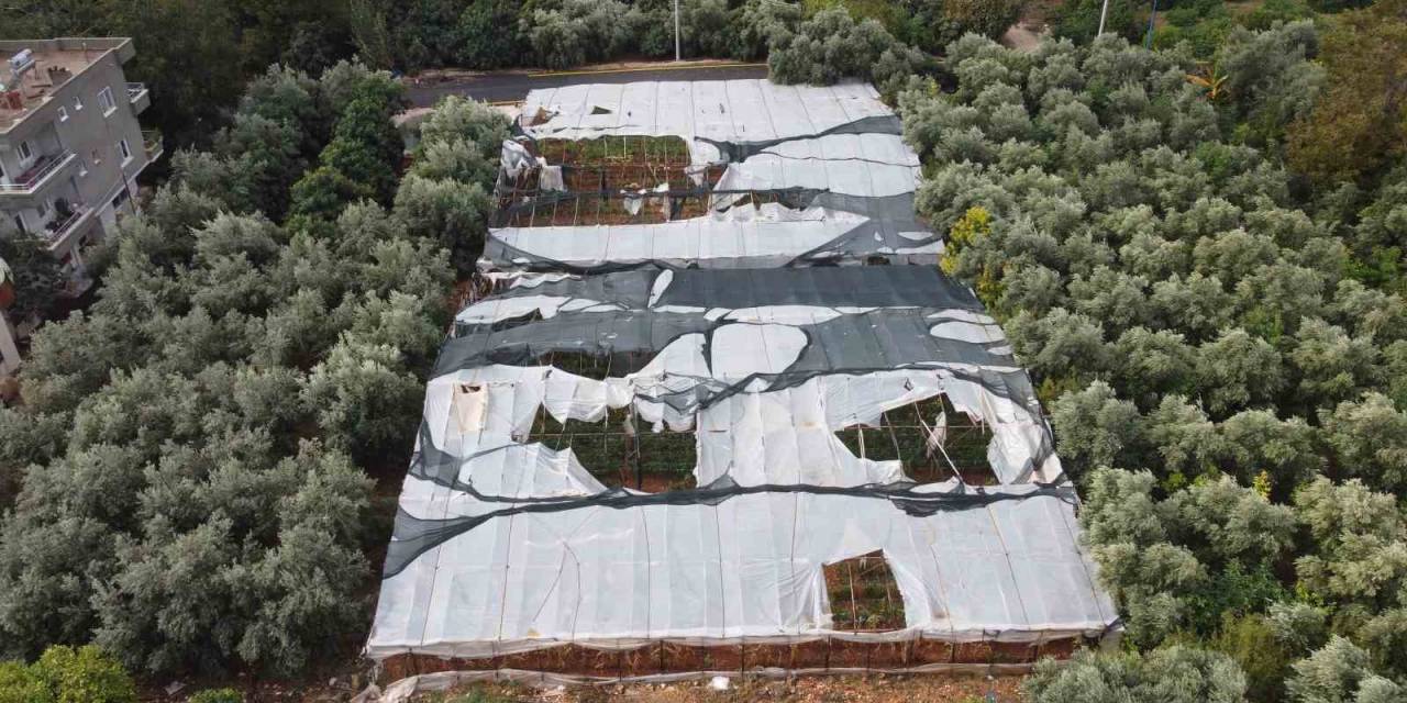 Dolu Bir Çok Bahçeye Zarar Verdi, Limonda Yüzde 70’e Kadar Hasar Tespit Edildi