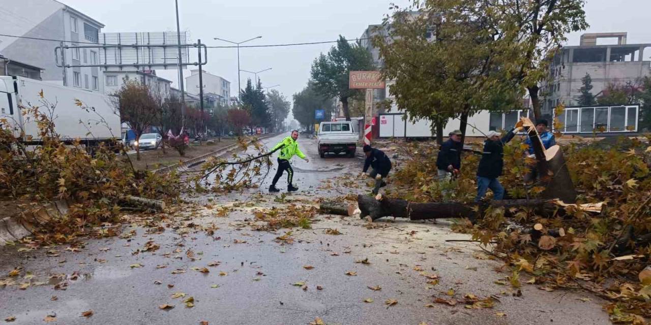Rüzgar Nedeniyle Devrilmek Üzere Olan Ağaç Korkuttu