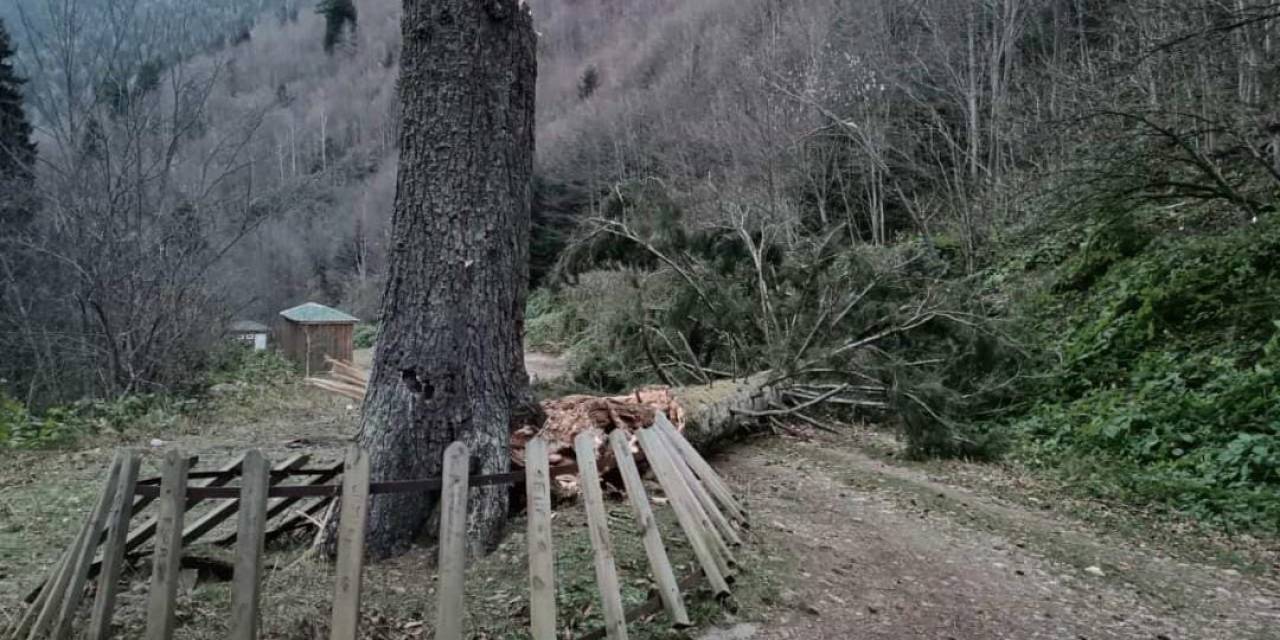 Gümüşhane’de Fırtına Yüzlerce Yıllık Ağacı Devirdi