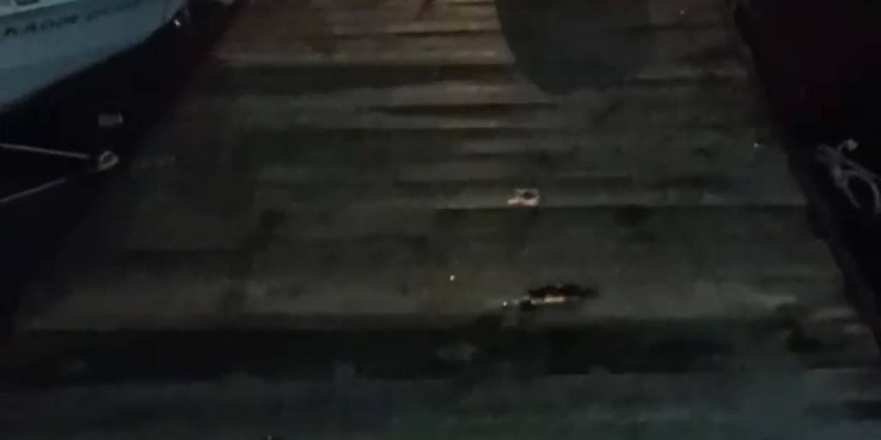 Bursa’da Su Samuru Kediyi Böyle Kovaladı