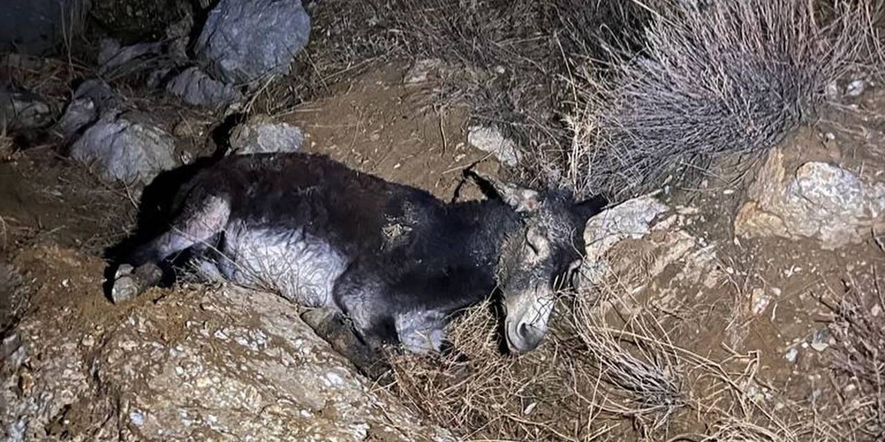 Kayalıklardan Düşen Yaralı Eşeği Afad Ekipleri Kurtardı