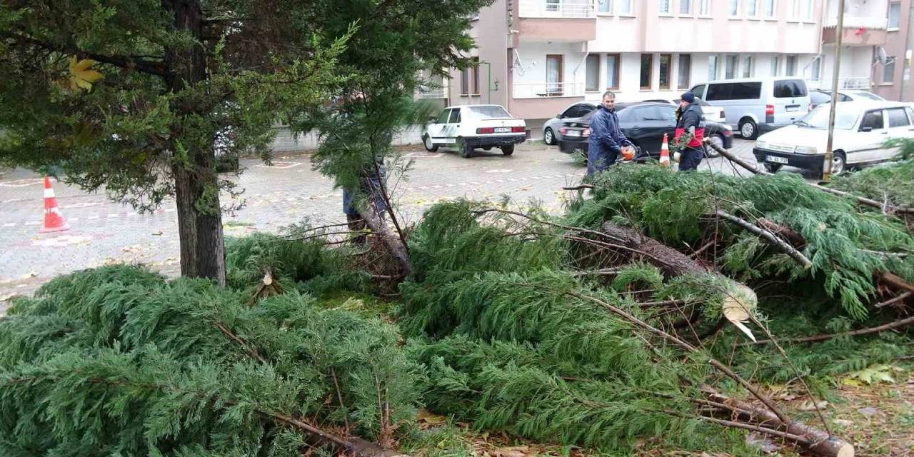 Tavşanlı’da Rüzgar Ağaç Devirdi
