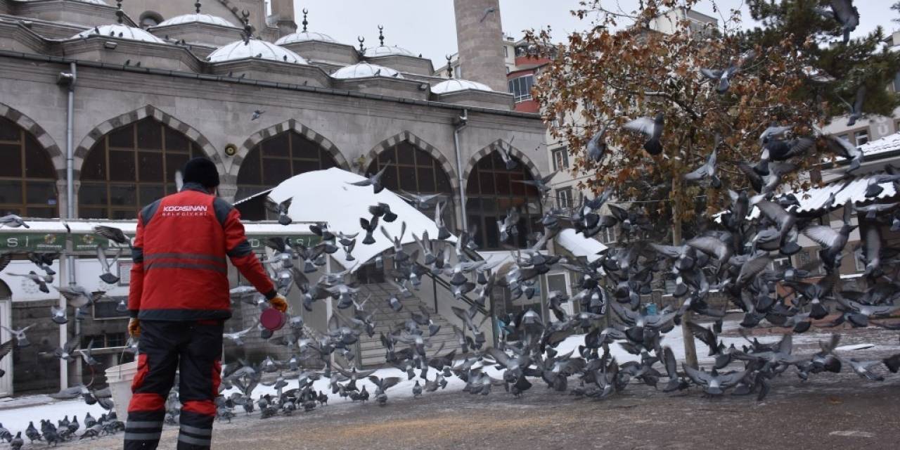 Kocasinan’dan Kış Mevsimi Boyunca Sokak Ve Yaban Hayvanları İçin 18 Ton Yem