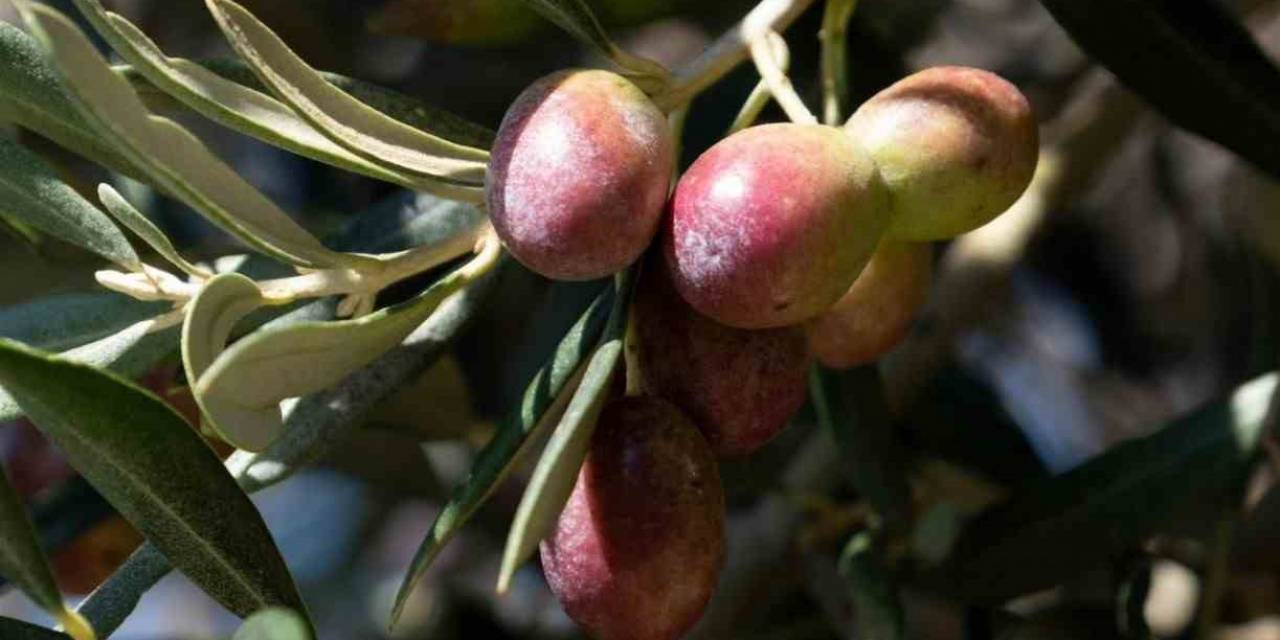 Zeytin Ve Ekmek Kitapları Dünya Kitap Yarışması’nda