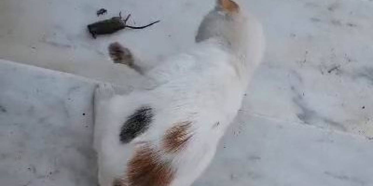 ’kedinin Fareyle Oynadığı Gibi Oynamak’ Deyimi Gerçek Oldu