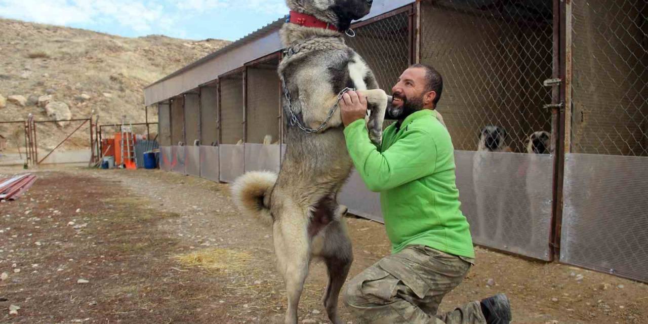 Dünyanın En Sadık Ve En Cesur Sürü Koruma Köpeği