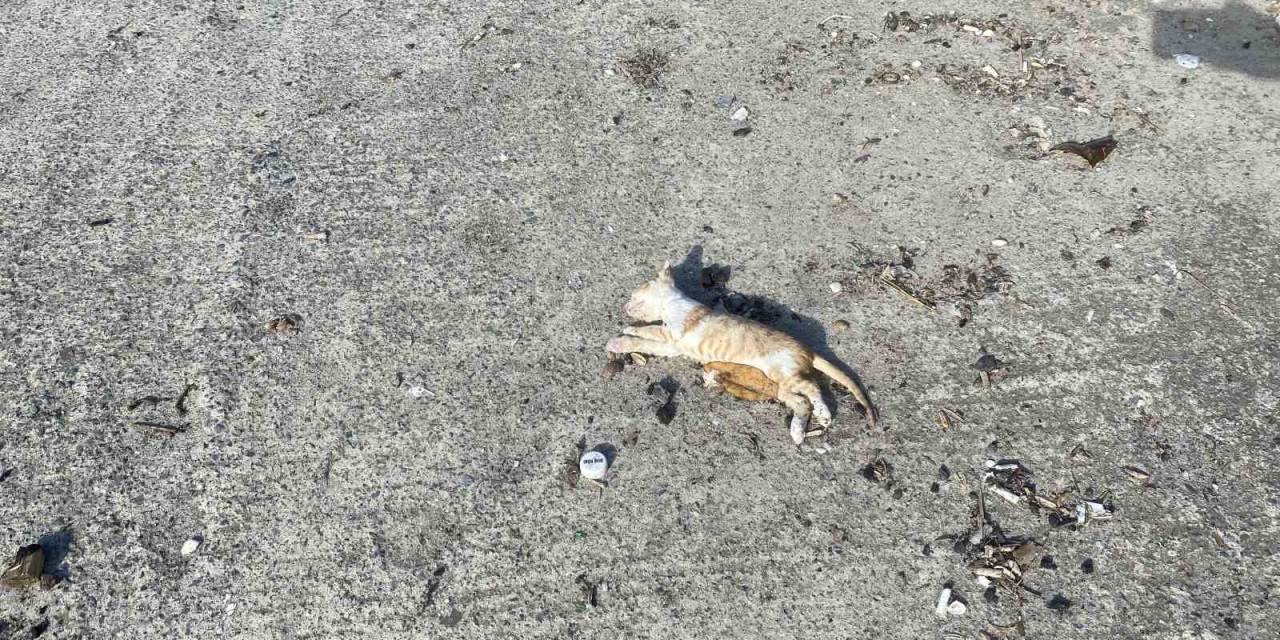 İstanbul’da Bir Çok Kedi Dev Dalgalar Arasında Boğuldu