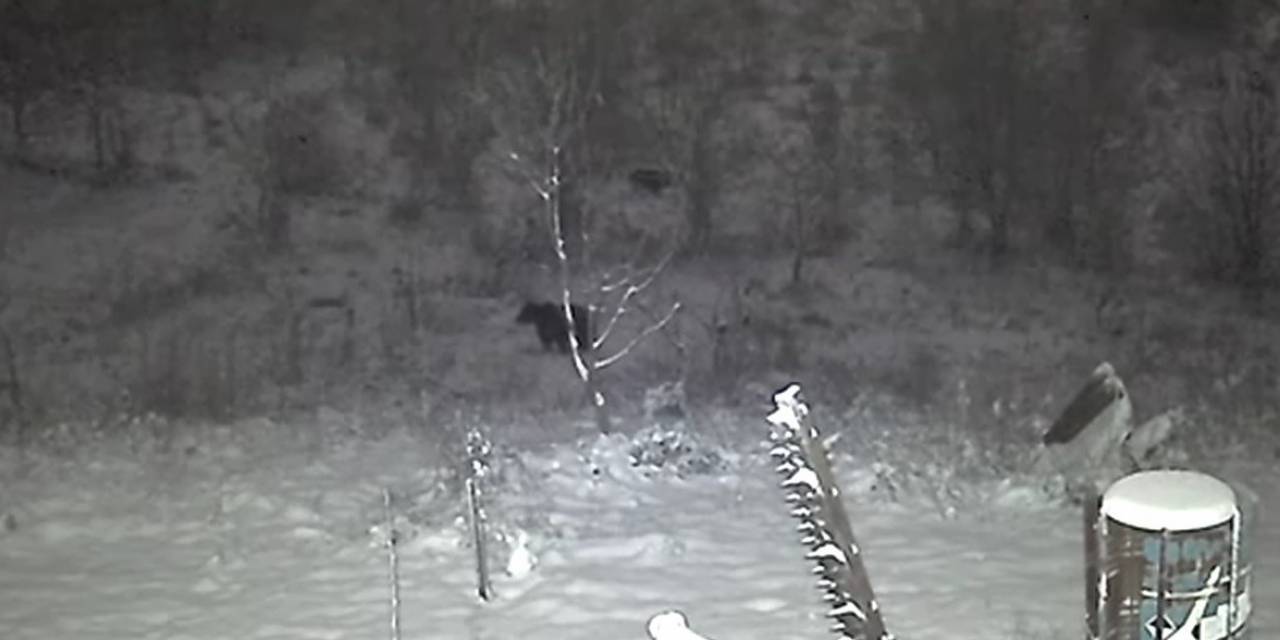 Avcılardan Kaçan Domuzlar Ayılara Yem Oluyordu