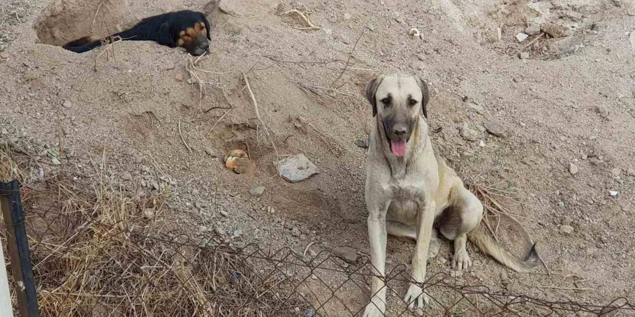Bodrum’da 3 Köpeği Kamyonete Bindirip Götürdüler