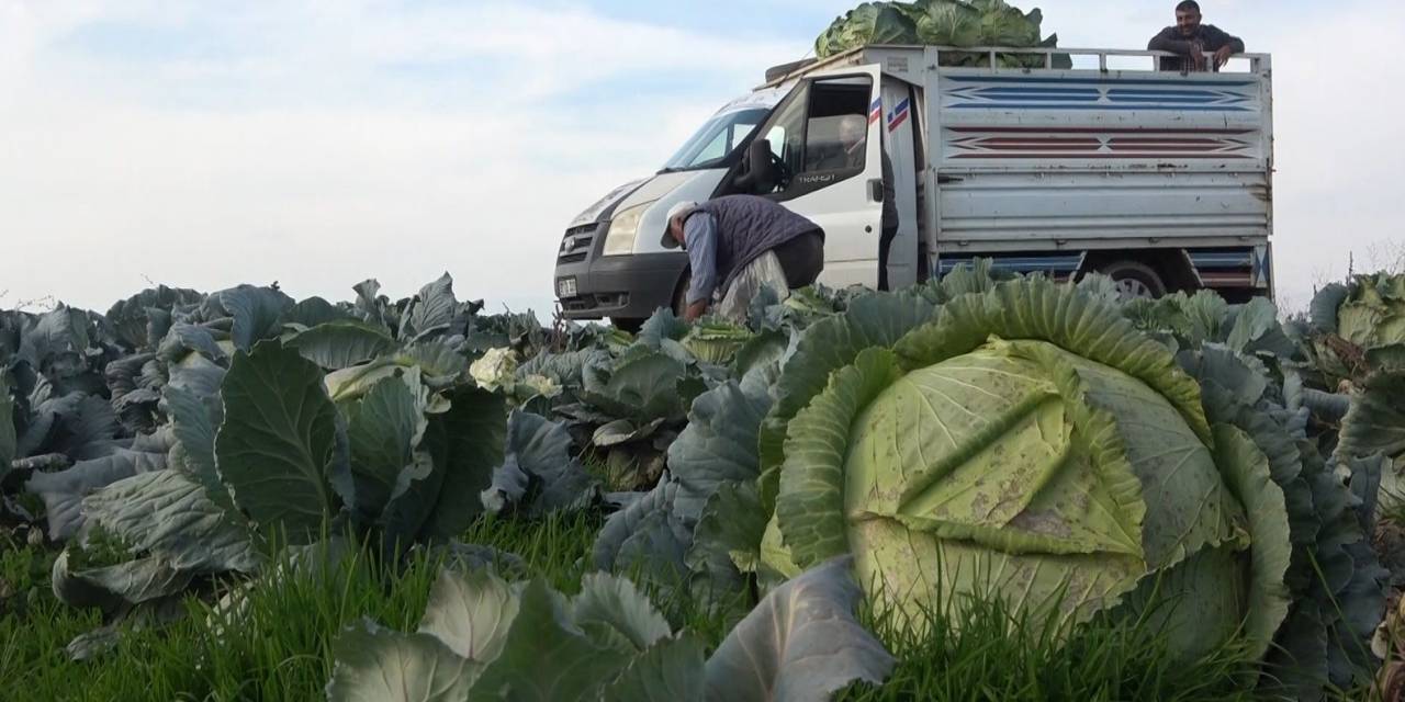 Muş’ta Lahana Üretiminden 90 Milyon Lira Gelir Bekleniyor