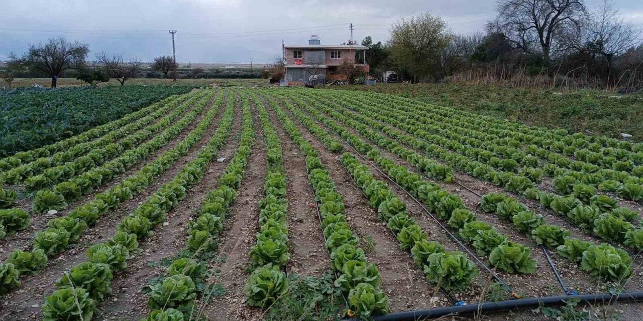 Yağış Ve Doludan Etkilenen Tarım Arazilerinde Kontroller Başladı