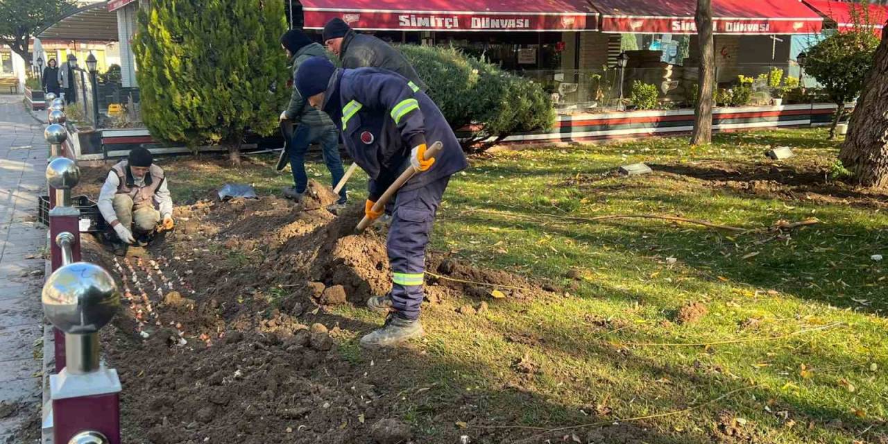 Sincan’da Lale Soğanı Toprakla Buluştu