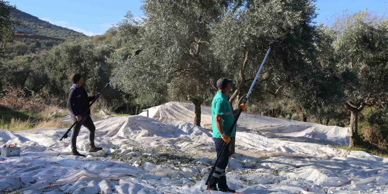 Efeler’in Zeytinleri İçin Hasat Başladı