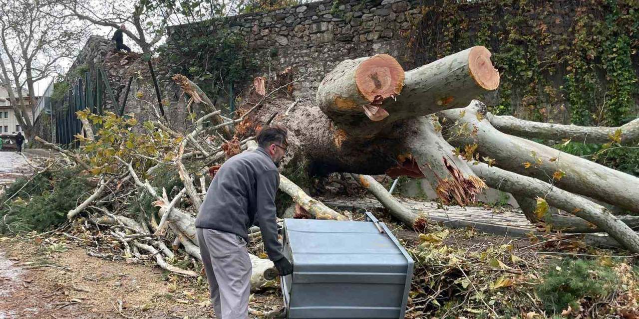 250 Yıllık Tarihi Çınar Fırtınaya Dayanamadı