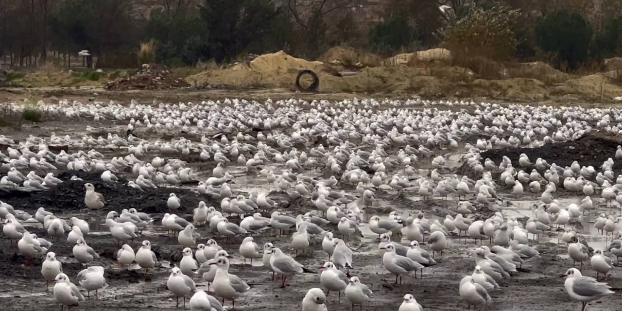 İstanbul’da Etkili Olan Lodos Martıları Da Vurdu