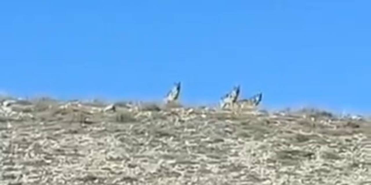 Koyun Sürüsüne Saldırmaya Hazırlanan Kurtları Çiftçiler Önledi