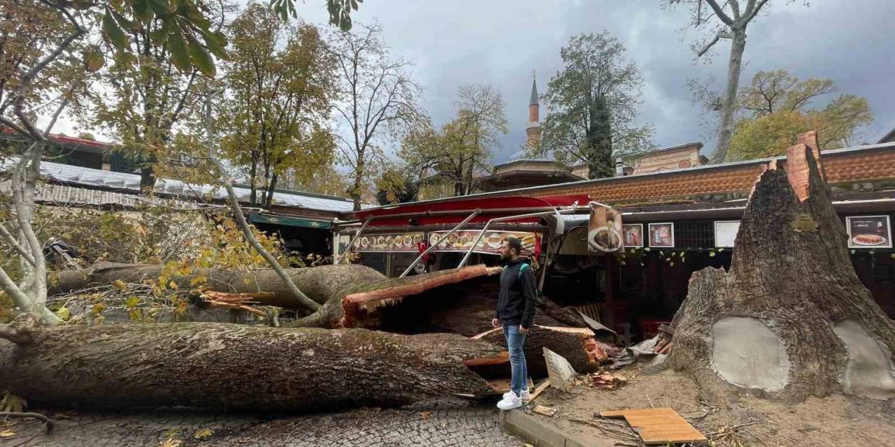 Tarihi Kozahan’da 250 Yaşındaki Tarihi Çınar Fırtınaya Dayanamadı