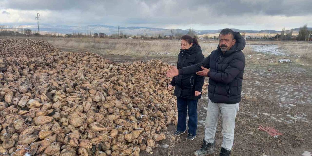 Sandıklı’da Şeker Pancarı Hasadı Devam Ediyor