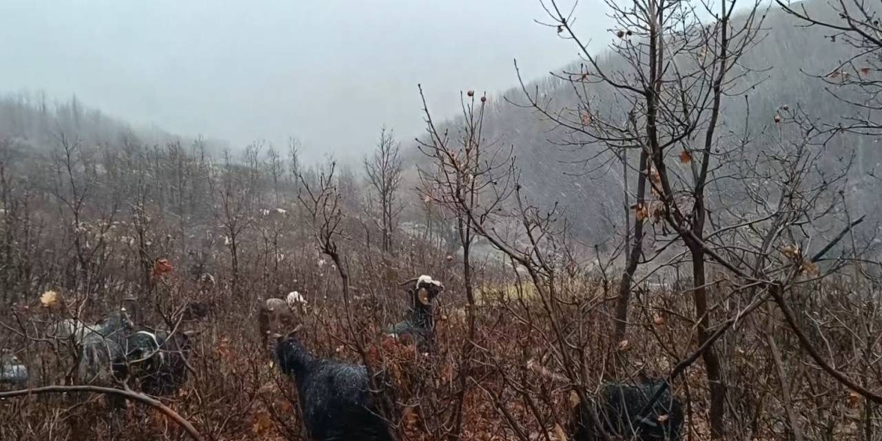 Kar Ve Tipiye Yakalanan Hayvan Sürüsü Güçlükle Köye Ulaştırıldı