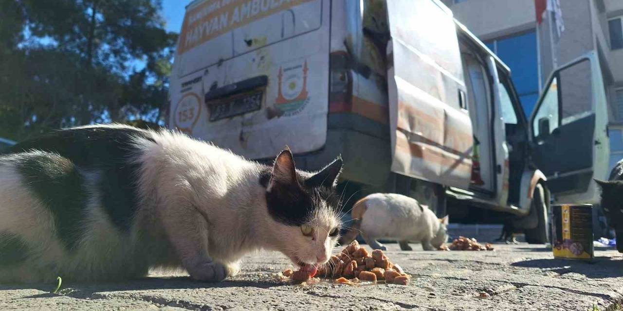 Şanlıurfa’da Patili Dostlar Unutulmuyor