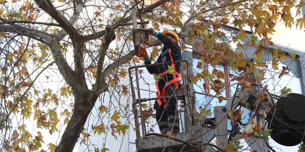 Bağcılar’da Budanan Dallar Geri Dönüşüme Kazandırılıyor