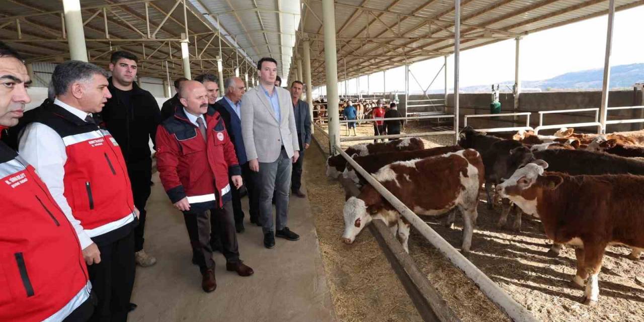 Depremde Hayvanları Telef Olan Üreticilere Büyükbaş Hayvan Dağıtıldı