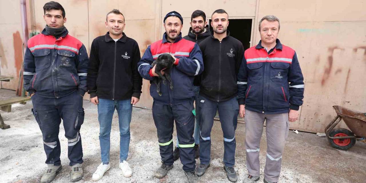 Sokak Köpeklerinin Yaraladığı Köpek Belediyenin Maskotu Oldu