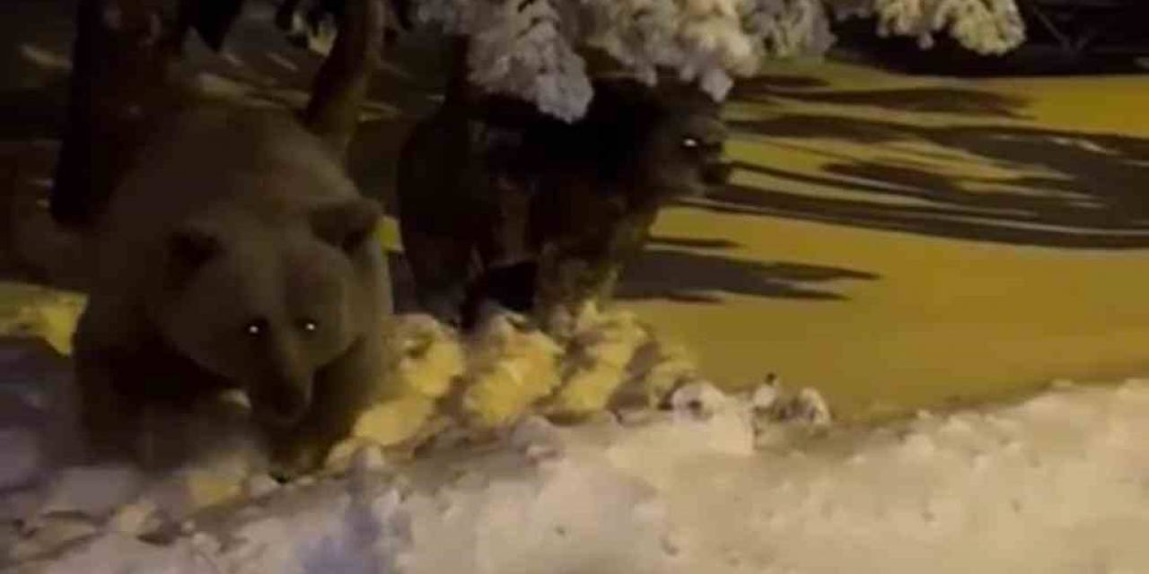 Korku Dolu Anlar Kamerada, Sinirlenen Ayı Böyle Saldırdı