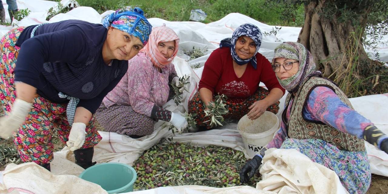 Aydın’da Zeytin Üreticisi Zamanla Yarışıyor