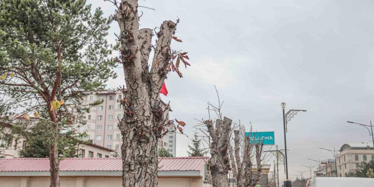 Belediyeden Ağaç Kesen Müdürlük Hakkında Suç Duyurusu