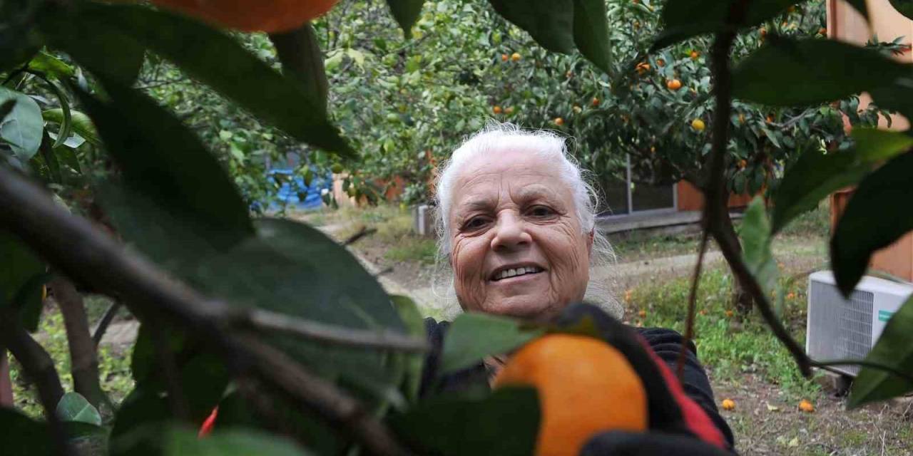 Çocukları Gibi Baktığı Bahçesindeki Meyvelerini Yetim Ve Öksüz Çocuklara Gönderiyor